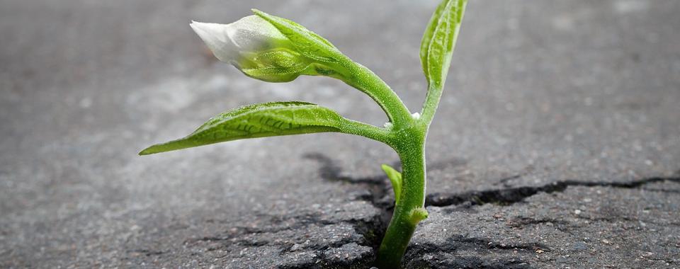 Growth can cause disruption to businesses of any size. <a href="/mmchernandez/">Daisy Hernandez</a> discusses the importance of communication and collaboration to ensure a sense of unification and purpose in a time of expansion. Read more: sap.to/6019EprSR