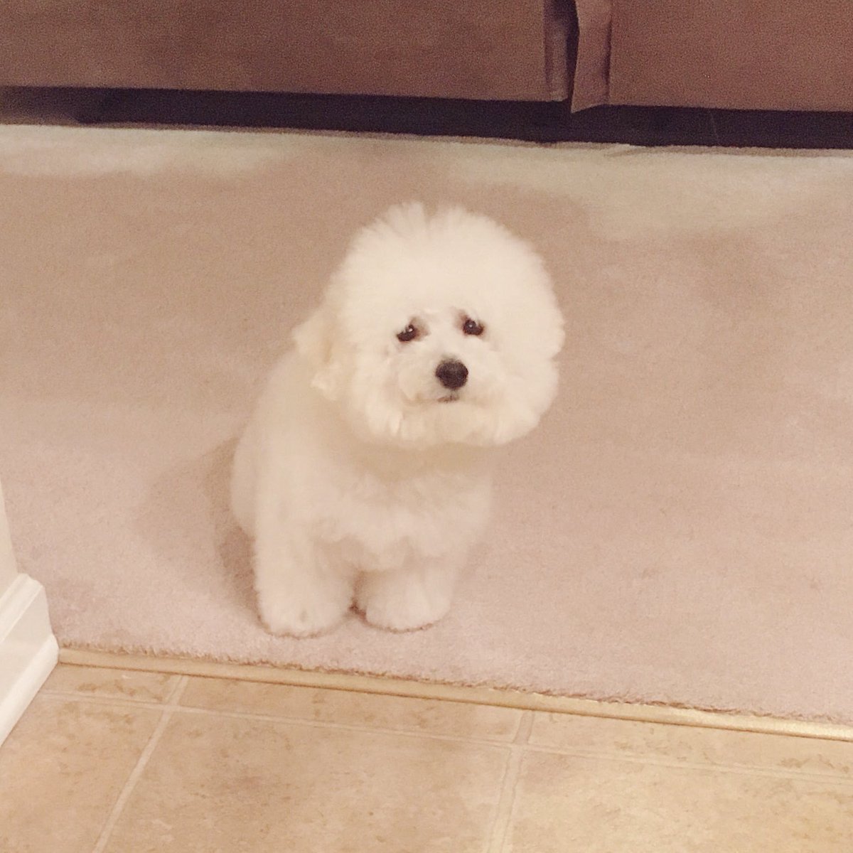 onakanosukiguai's tweet photo. プンバくんがかわいすぎるんだなあ💭 https://t.co/8SnG2rXtEJ