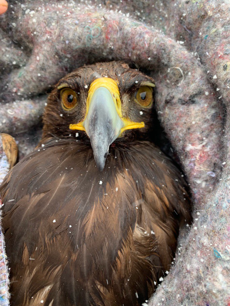 Arizona_DPS's tweet photo. On Feb. 22, while working in the snow storm, Tpr. Doug Redig came across this injured bird on the side of SR 89, south of Ash Fork. 

The bird was possibly struck by a passing car &amp; was taken to the AZ Raptor Center in Flagstaff by Trooper Redig. #CourteousVigilance https://t.co/Zlca3ZVcku