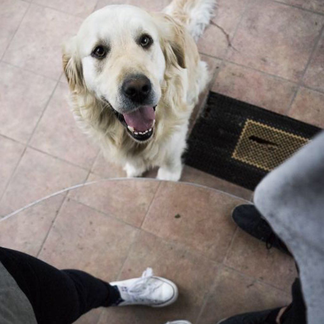 PetButty's tweet photo. Someone who look up to you every single moment of their life isn't called the special one?
.
#petbutty #companion #mansbestfriend #love #special #dog #dogs #dogoftheday #love #butty #happy #doggy #goldenretriever #puppy #golden #picture #portrait #india #dogsofindia #vibes https://t.co/996YBA1XRZ
