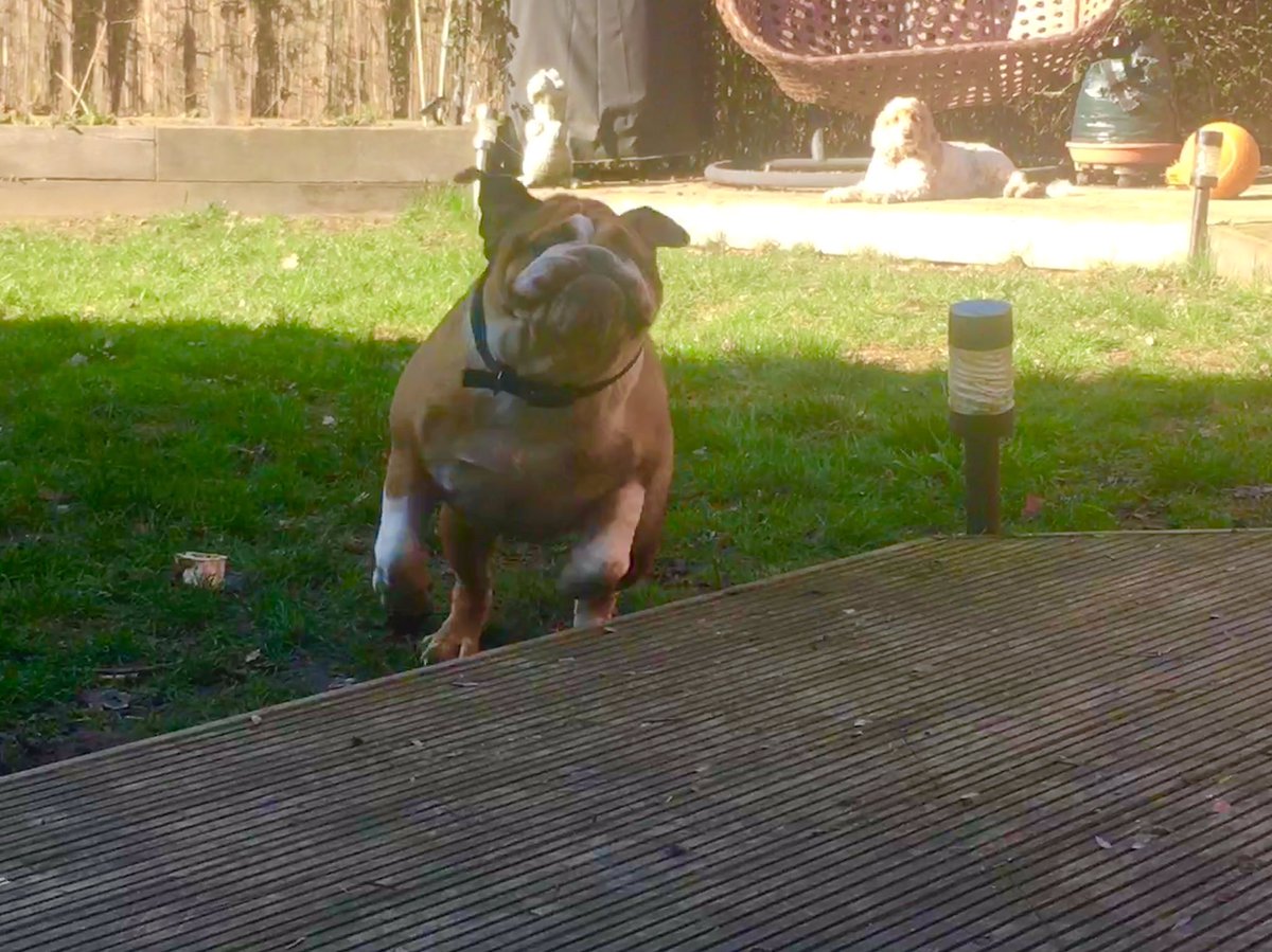 MonsterMunchDog's tweet photo. Serious wrinkle and ear issues 😳😳😳 
Mum let me go and sit in the garden.... I rolled around by the decking in the mud but I heard her going to take a photo so I jumped up! Apparently sunbathing and rolling is allowed but running isn’t 🙄 #PoorlyKnee https://t.co/9P5TivtyTb