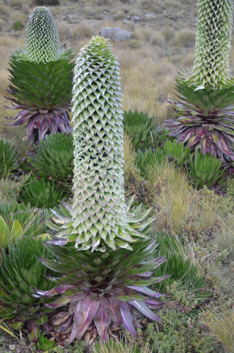 Lobelia deckenii ssp.keniensis
web.facebook.com/groups/2336570…
#MtKenya #flowers #nature  #NaturePhotography  #naturelovers 
#lobelia #botany #plants  #conservation  #wildflowerhour  #wild 
#wildplanet