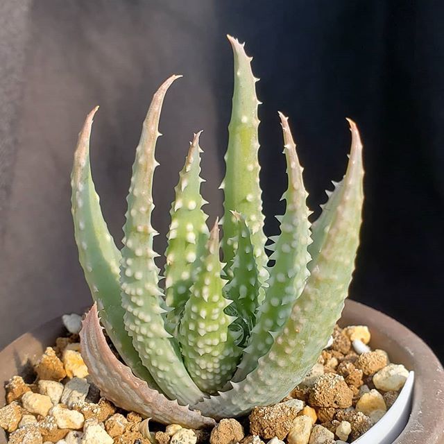 niche_plants's tweet photo. .
こっちが本家
.
#アロエ #プラテンシス
#プラテンシス_niche
#aloe #aloe_niche #pratensis 
#多肉植物 #多肉 
#succulents 
#succulent 
#flower 
#plant #plants 
#植物のある暮らし 
#nonfilter 
#岩手 #岩手多肉 https://t.co/F45Qj6yOQR https://t.co/PPDsQXWxTe