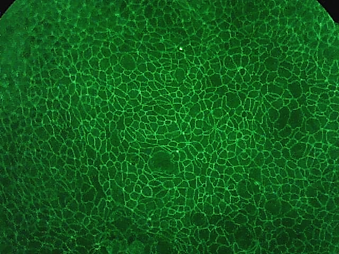 Biospire_Japan's tweet photo. #DefiniGEN は、#GenoMembrane 社との共同開発の成果により得られた「ヒトiPS細胞由来小腸オルガノイド (#Def_INTESTINAL)」を用いた、#腸管吸収アッセイモデル に関する展示・発表を、3月14日から開催される #日本薬理学会 (@大阪国際会議場)#キシダ化学 様ブースにて行います。 https://t.co/D1Z1NzI7W4