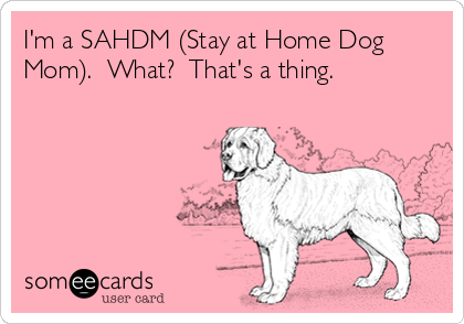 dogmomissues's tweet image. ...oh you're going to work today?
...sorry. I'm a #SAHDM 😎🤓

#dogmomissues #stayathomedogmom #dogsofinstagram #meme #ecards #funny #dogs #dogmom #rescue #opttoadopt #dogsarelife #dogsarechildren #monday