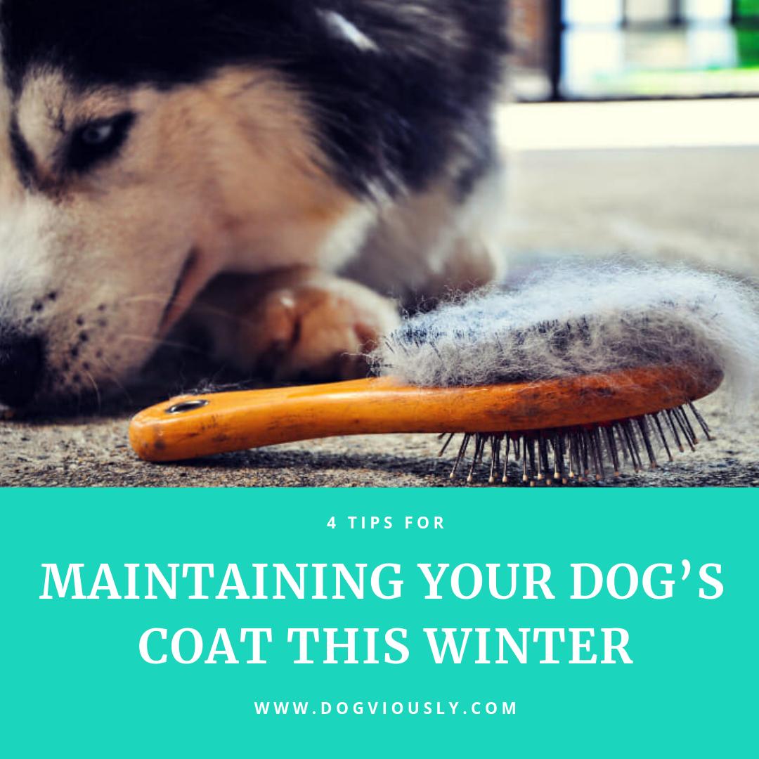 dogviously's tweet image. Winter time can make dog grooming even harder, and it's important to stay consistent with your routine. We've got the best tips for you. 
goo.gl/jDBZUY