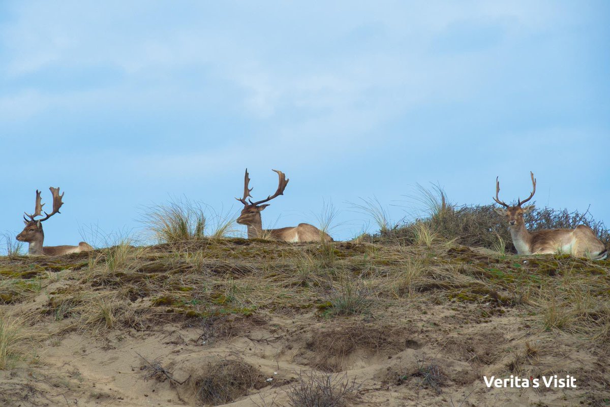 #Cycling though the dunes &amp; spotting #wildlife

What are your plans today? 

bit.ly/2pPJHYh

explore #hollandbybike #outdoors #amsterdam #daytrip