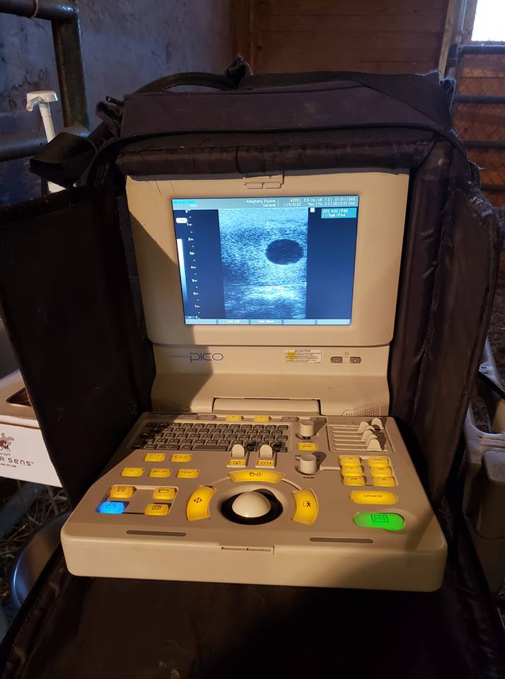 paddywagon11's tweet image. the next generation! #BePartOfTheLegend #FatherPatrick 

📷: Lindwood Farm