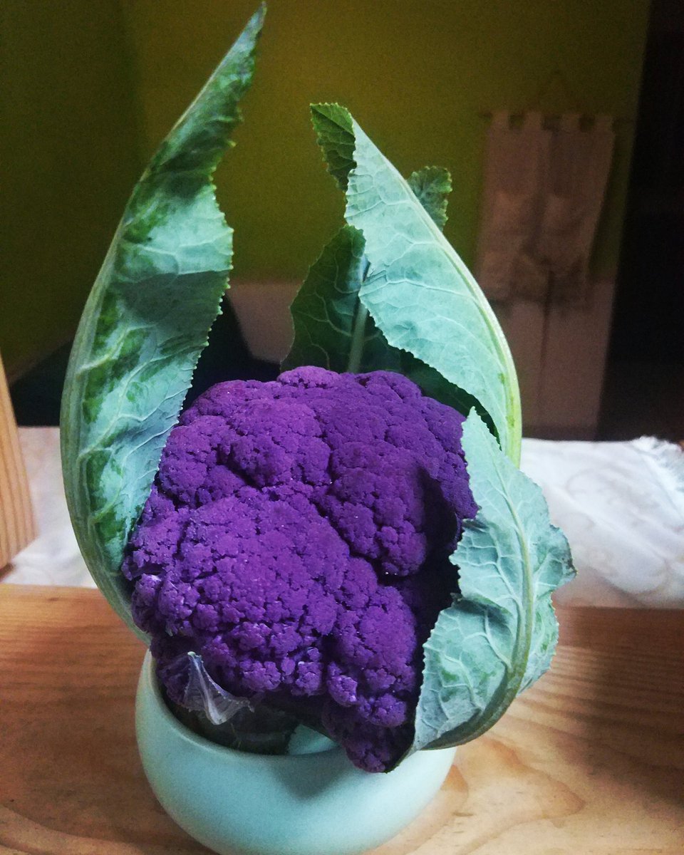Caffein 第一次看到耶 紫色花椰菜 Nicetomeetyou Purplecauliflower 紫色花椰菜 Caffein 第一次看到耶 紫色花椰菜 Nicetomeetyou Purplecauliflower 紫色花椰菜