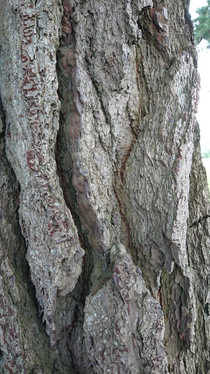 Working under these great Pines today but can you guess which one it is, a little clue - the UK champion tree of this species stands a pretty amazing 36m tall in <a href="/Llandeilo/">Llandeilo</a> 
#trees #pinetrees #championtrees