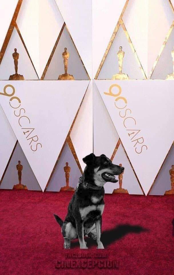PatyZavalat's tweet photo. El Borras 🐶❤ personaje de Roma

#Oscars2019 #ElBorras #Roma #Cuarón
#Oscars #AdoptaYCambiaSuVida #AdopciónResponsable #AdoptaSinDiscriminar #AdoptaDeCorazon #Entérate

Del muro de mi Querida Amiga @nydiacervera 😘 https://t.co/tiEqNXgMlp