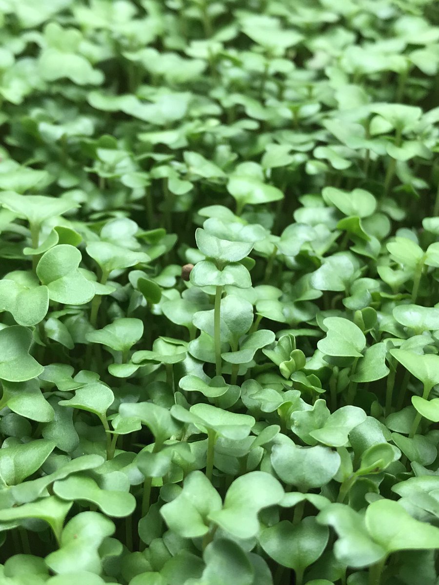 InfoGreens's tweet photo. Micro arugula greens are young, tiny, edible versions of the mature herb and are harvested around 10-14 days after seeding. #ingredientsmatter #foodie #microgreens https://t.co/yIuf6ZG7rs