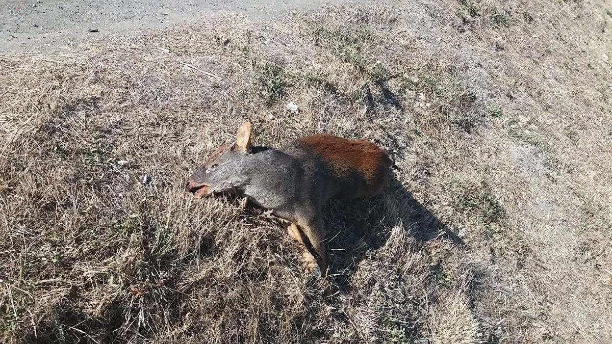 tet_planeta's tweet photo. #Concepcion a los automovilistas precaución este pudu fue atropellado frente a carcel el manzano, con los incendios forestales estos animales indefensos, buscan refugio.
#CuidelaFauna https://t.co/kW8WFIU0Fg