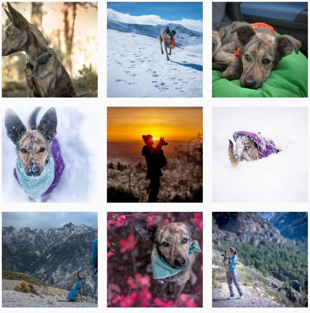 29 Adventure Dog Instagram Accounts that Will Inspire you to Get Outdoors longhaultrekkers.com/29-adventure-d…
