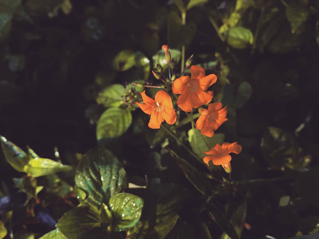 im1Akshay's tweet photo. #photography #Nikon #nature #flower #india #PicturePerfect #photo #photographers https://t.co/8BAYjlE0bK