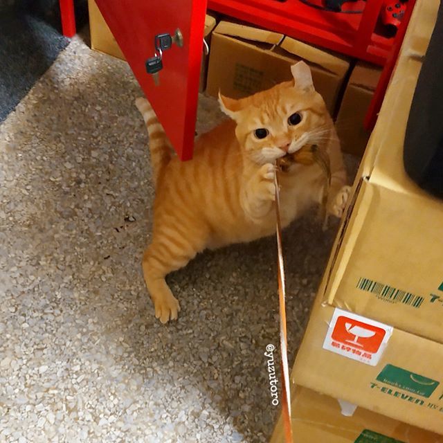 artyuyuan's tweet photo. .
看我的威力
老鼠你逃不掉的!
.
.
#yuzutoro #柚子多樂 #toro #torocat #多樂貓 #貓 #猫 #cat #柚子多樂日常 #橘子貓 #meow #orangecat #orangetabby #orangetabbycat #ginger #gingercat #逗貓棒 #catteaser #Catteaserwand #cattoy https://t.co/WkhelnPuri https://t.co/9Ea7pAASzF
