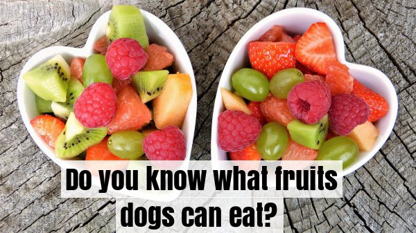 WCVetCenter's tweet photo. Apples, Bananas and Blueberries are fine! Lemons, Limes and Plums; not for them! https://t.co/t2CALj24Tl