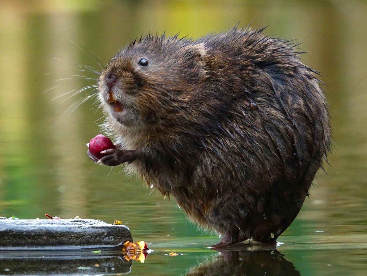 HMWTBadger's tweet photo. Do you love water voles and the Colne Valley? Join the team and help wildlife as Colne Valley Rivers & Wetlands Officer!
๐ https://t.co/fveTEn27JZ
#ConservationJobs #JobsInConservation #WorkinConservation #WildlifeConservation #ConservationCareers
๐ท Russell Savory https://t.co/ayt9KrYfPt