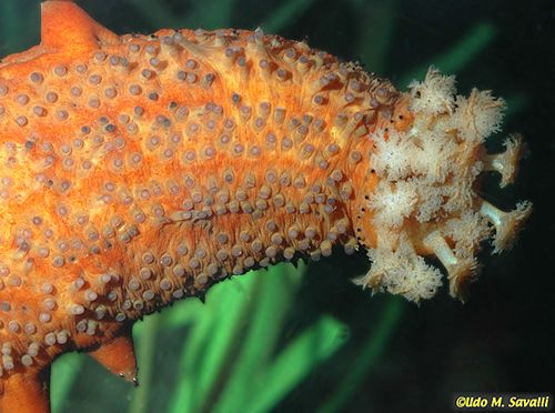 holothuroids's tweet photo. Hey! #dailycuke Parastichopus parvimensis here. People call me warty but whatever. I roam at night in benthic Baja California. I use 10 big tentacles to shovel food in my mouth. Sadly no Baja tacos tho. I'm a research cuke &amp; my genome is sequenced. So I've got that going for me!! https://t.co/KybZvqEsAL