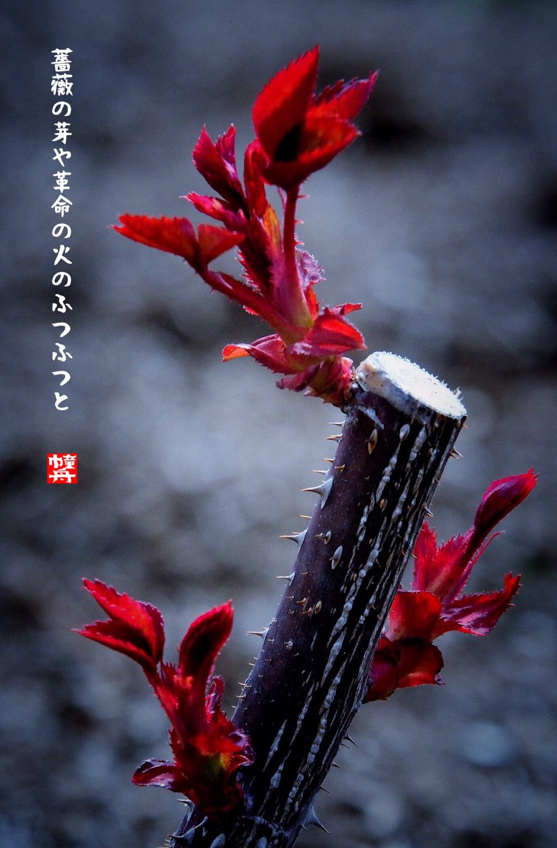 氷下魚 幢舟 En Twitter 薔薇の芽 ばらのめ 薔薇の芽や革命の火のふつふつと 幢舟 俳句 季語 Kigo 写真俳句 氷下魚 幢舟 En Twitter 薔薇の芽 ばらのめ 薔薇の芽や革命の火のふつふつと 幢舟 俳句 季語 Kigo 写真俳句