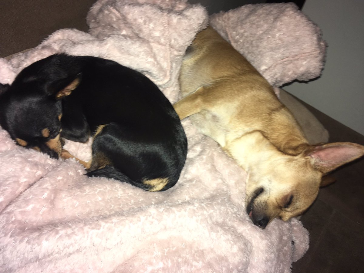 Ted37333467's tweet photo. Schnarchen im Duett...das können wir richtig gut 💪🏻💤😅🐕❤️ Gute Nacht und Leckerli-tolle Träume 🦴🍬✨🐾🥰 #Chihuahua #dog #Teacup #dailydog #dogsoftwitter #dogsofinstagram #schnarchen #imduett #gutenacht #leckerli #HomeSweetHome #gemütlich #kuschelzeit #zwillinge #cute https://t.co/Zvq4YBwezn