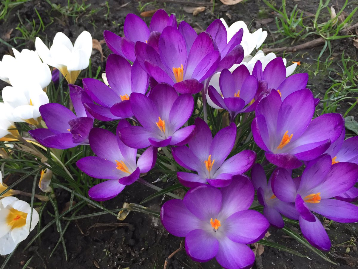 LondonBeeKeeper's tweet image. A few years ago a large group of our members organised by our forage Officer planted thousands of spring bulbs in Arch Bishops Park @lambeth_council. Today they looked magnificent in the afternoon sun and were buzzing with bees.