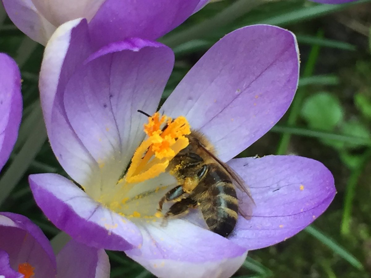 LondonBeeKeeper's tweet image. A few years ago a large group of our members organised by our forage Officer planted thousands of spring bulbs in Arch Bishops Park @lambeth_council. Today they looked magnificent in the afternoon sun and were buzzing with bees.