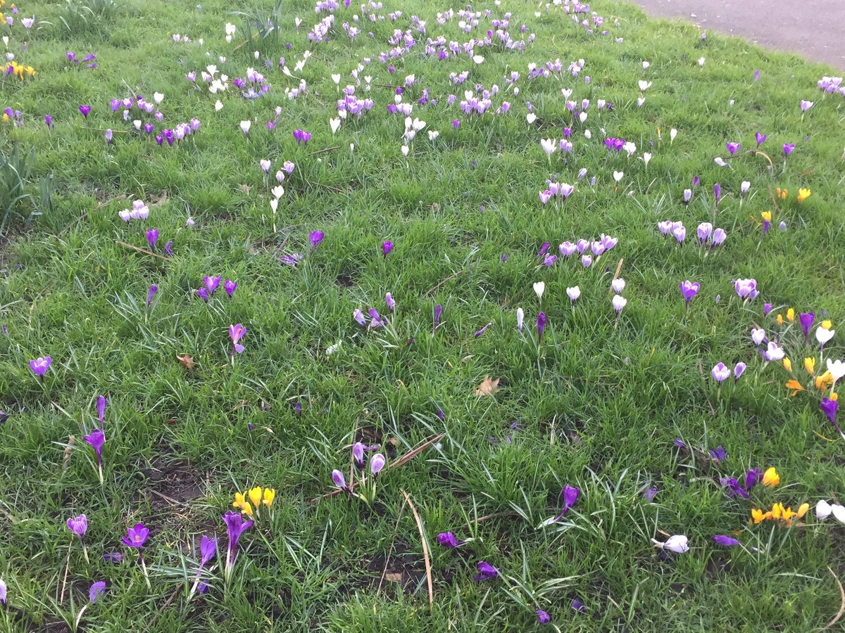 LondonBeeKeeper's tweet image. A few years ago a large group of our members organised by our forage Officer planted thousands of spring bulbs in Arch Bishops Park @lambeth_council. Today they looked magnificent in the afternoon sun and were buzzing with bees.