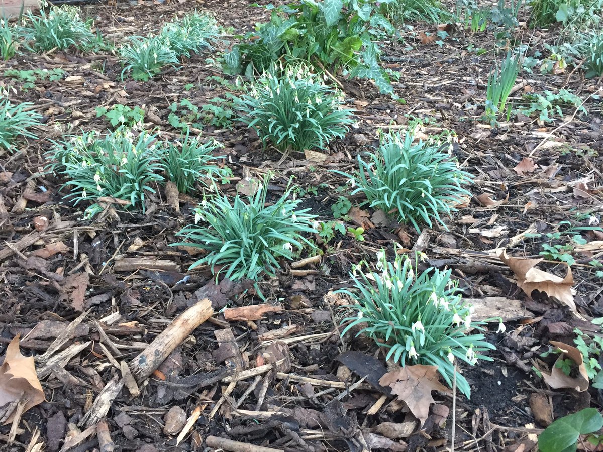 LondonBeeKeeper's tweet image. A few years ago a large group of our members organised by our forage Officer planted thousands of spring bulbs in Arch Bishops Park @lambeth_council. Today they looked magnificent in the afternoon sun and were buzzing with bees.