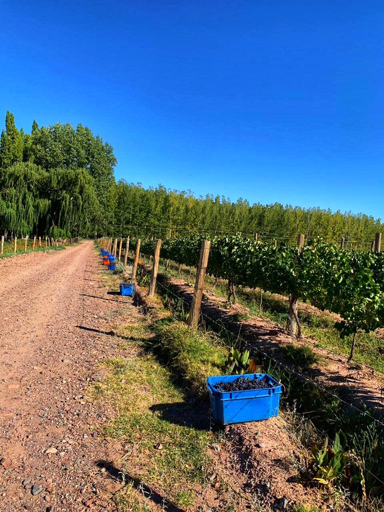 EntreTapias's tweet photo. Cosecha modo on !! #harvest2019 #cosecha2019 #pinotgris pura pasión!! #PiedrasBayas https://t.co/lZUDkHwKGX
