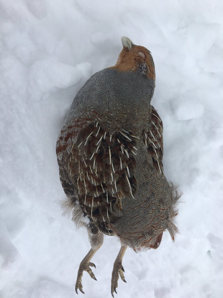 scottmeyer8's tweet image. Stupid blizzard, it’s nose and mouth was solid ice. This was in my yard I hate to see how many are dead out in the fields #pheasantsforever