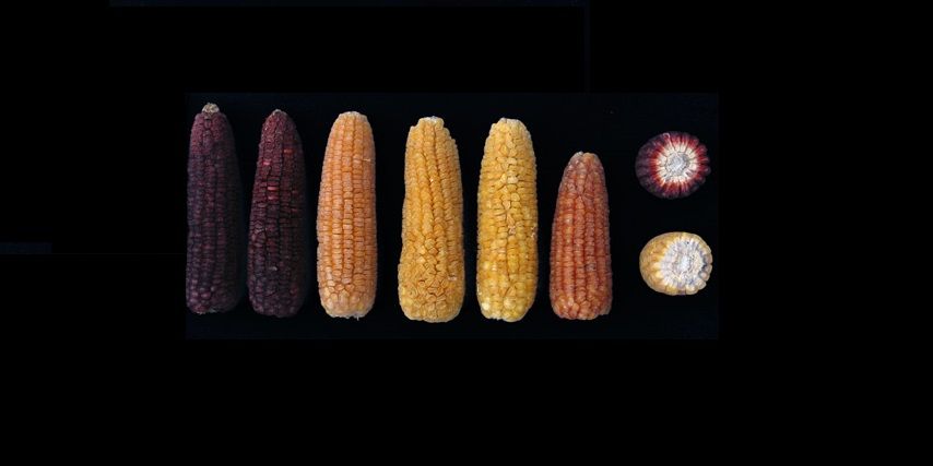 animalgourmet's tweet photo. Hablando de maíz, ¿sabes cuáles son las razas en el centro del país? #Mexicodemaiz 
https://t.co/nKQEA3Ugk6 https://t.co/HHXgKTT3b7