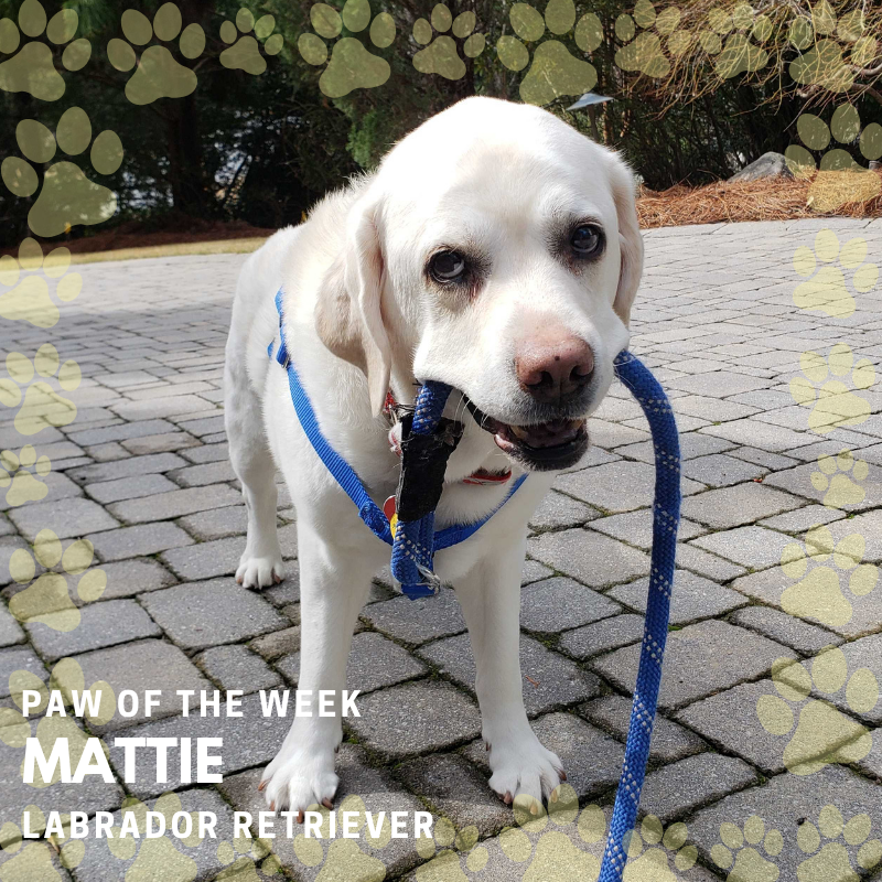 Buckhead Paws tweet media