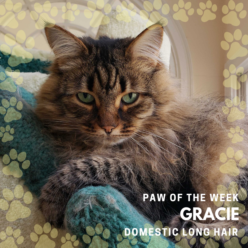 Buckhead Paws tweet media