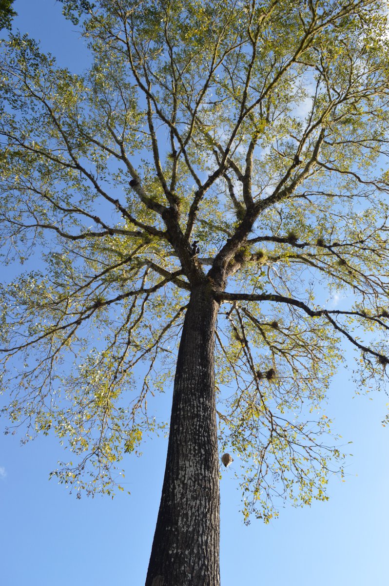 PureLifeInt's tweet photo. A huge 'cedar' tree (Cedrela species), which is actually in the mahogany family, in Toledo district, Belize. Covered in epiphytes and a wasp nest. Didn't really fancy climbing this one to get a definitive identification. #trees #cedar #cedrela #Belize https://t.co/YlKUebVFzL