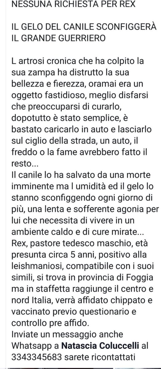 caniles_vieste's tweet photo. REX, IL GELO DEL CANILE SCONFIGGERA' QUESTO SPLENDIDO GUERRIERO? https://t.co/J82I6R2Z5q