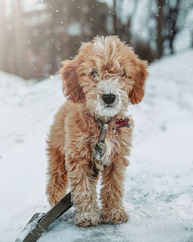 The Weather Network On Twitter Pupsicle Matt Searam