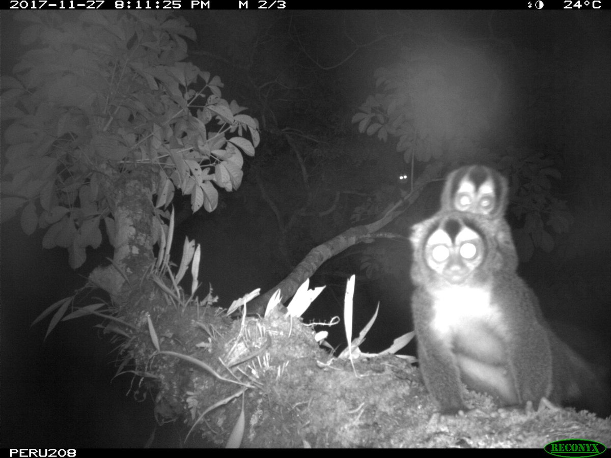 Wildlife Insights tweet media