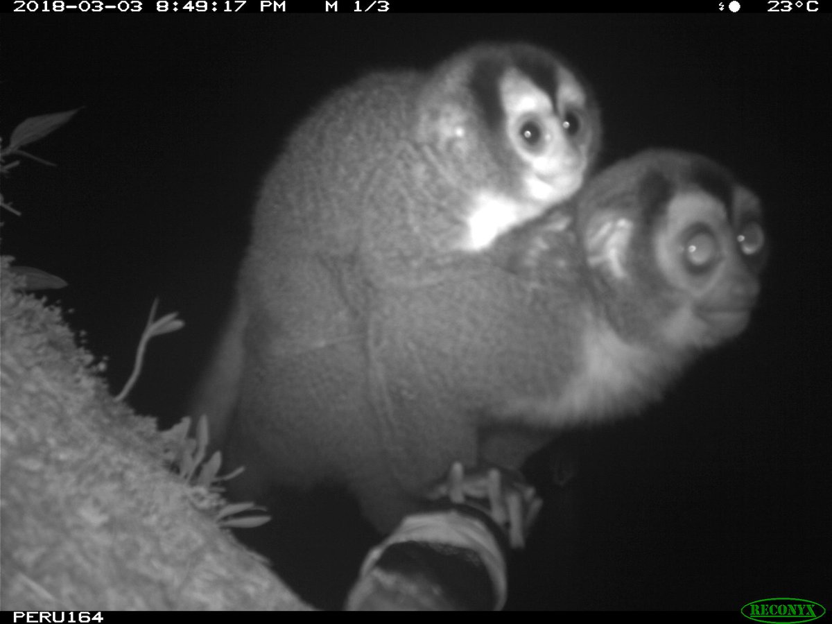 Wildlife Insights tweet media