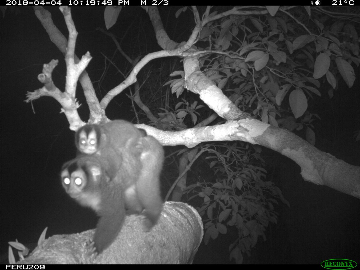 Wildlife Insights tweet media