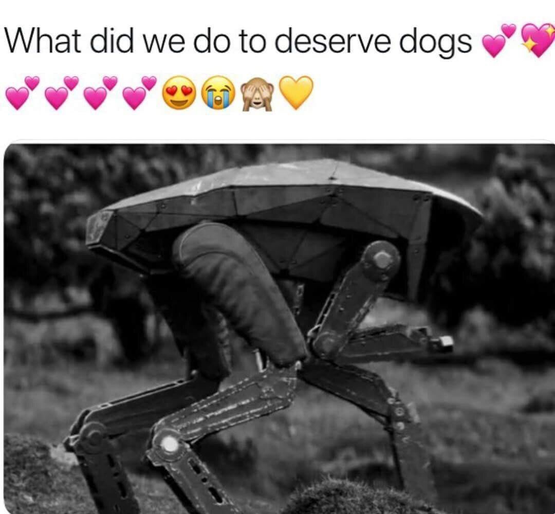 obviouslyahuman's tweet photo. #ILOVEDOGS. HA HA I LOVE DOING NORMAL HUMAN THINGS LIKE USING HASHTAGS AND SHARING MEMES. https://t.co/YCxqkraeBW
