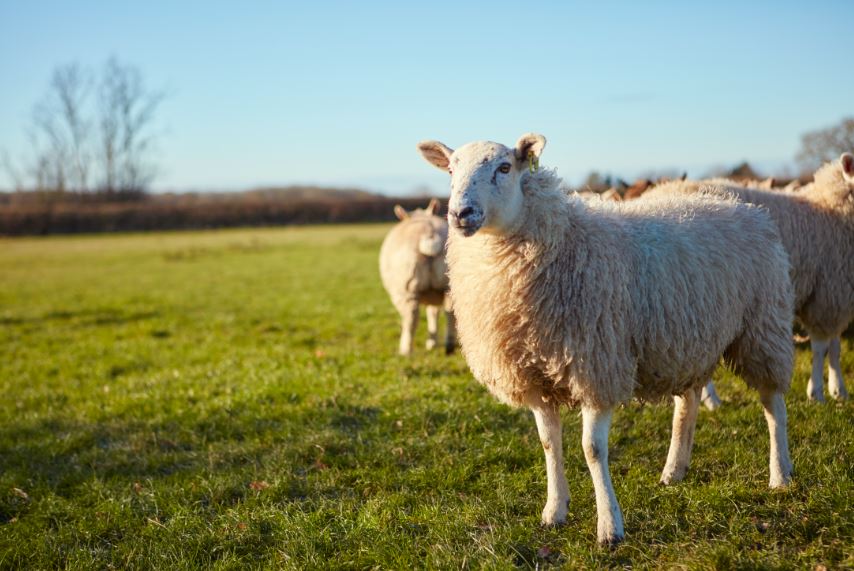 Based on claims reported to us in 2018, the cost of livestock attacks in UK agriculture in #Wales was a staggering £285,000. If you are walking your dog around livestock,read these tips here: nfumutual.co.uk/prevent-dog-at…  @DyfedPowys  @DPruralpolicing #livestockworrying #pembrokeshire