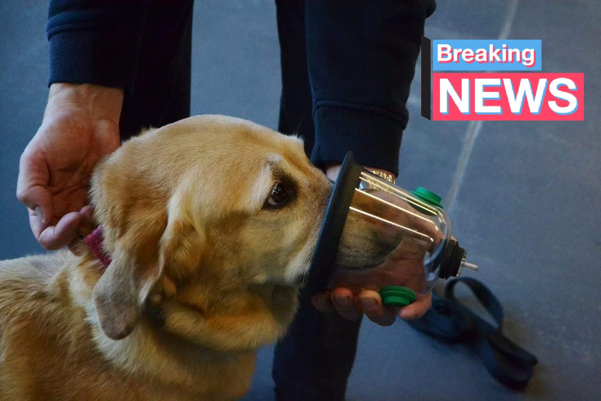 Кислородный контейнер для животных. Кислород для животных. Кислородный бокс для животных. Кислород для животных. Кислородотерапия для животных.