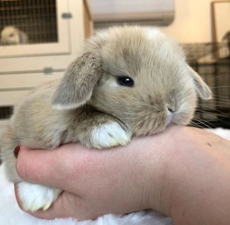 RabbitsRealm's tweet photo. https://t.co/pUkpNzyVUG