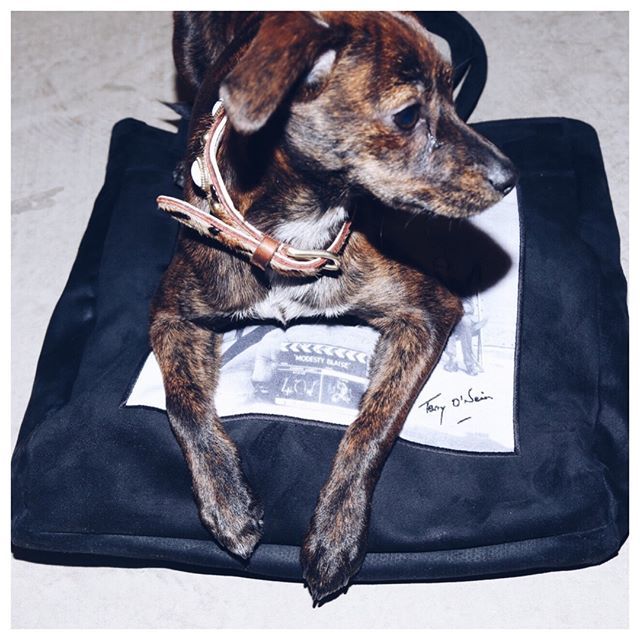 limitatofamily's tweet photo. Meet the latest addition to the @LIMITATO team; Limi - the office dog
__________________________
#limitato #limistyle #limi #houseoflimitato #wearableart #luxuryfashion #mensfashion #womensfashion #fashionkilla #fashiorismo #art #fashionphotography #fash… https://t.co/Dtw7VH3Is0 https://t.co/PCZITeZ3Ea