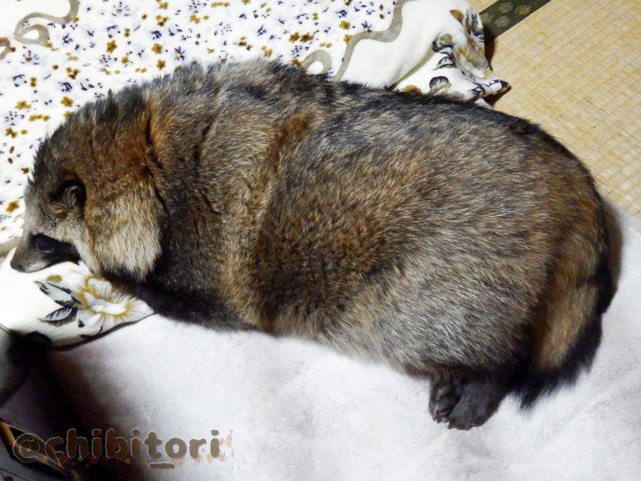 タヌキ寝入り これぞ狸寝入り」「リア獣やな」 ラブラブタヌキカップルの横で