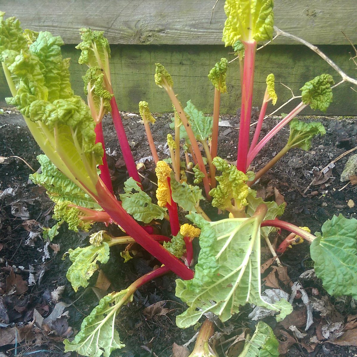 Forcing the rhubarb. #readyforspring #jinxedit