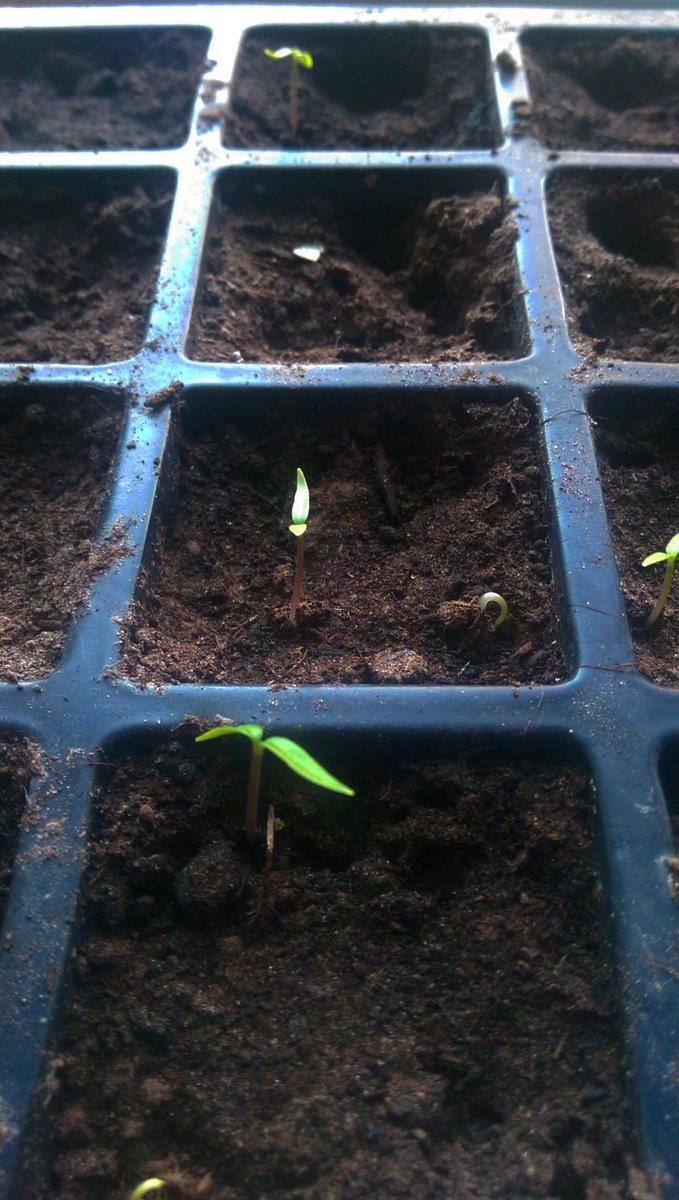 First new shoots. #readyforspring #jinxedit