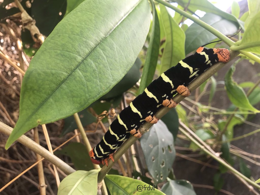 frdvil's tweet photo. #Pseudosphinx tetrio aka Plumeria caterpillar best known in Martinique as Rasta caterpillar. 
A voracious #caterpillar about 15cm ...  🐛 thankfully not urticating https://t.co/ML41P7HUcK