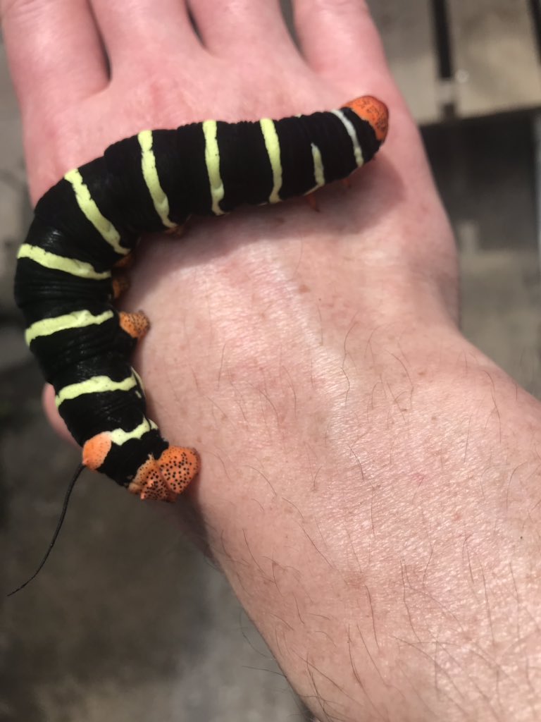 frdvil's tweet photo. #Pseudosphinx tetrio aka Plumeria caterpillar best known in Martinique as Rasta caterpillar. 
A voracious #caterpillar about 15cm ...  🐛 thankfully not urticating https://t.co/ML41P7HUcK
